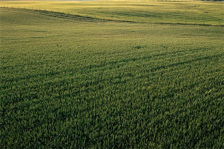 Barley Field, Crossfield, Alberta, Canada Stock Photo - Premium Royalty-Free, Code: 600-00067229