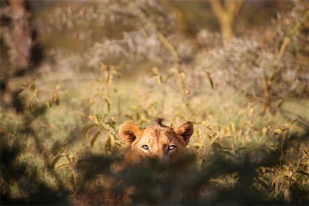 Lion in Field of Tall Grass, Lake Nakuru National Park, Kenya, Africa Stock Photo - Premium Royalty-Free, Code: 600-00067277