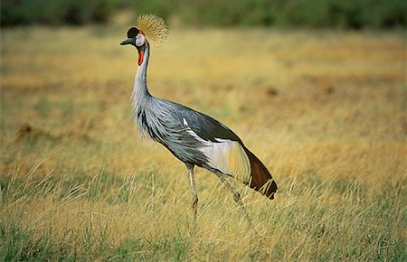 Gray Crowned Crane in Field, Amboseli National Park, Kenya, Africa Foto de stock - Sin royalties Premium, Código: 600-00067288