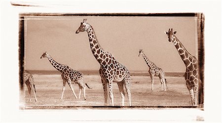 simsearch:600-00045765,k - Herd of Reticulated Giraffe, Samburu National Park, Kenya, Africa Foto de stock - Royalty Free Premium, Número: 600-00067776