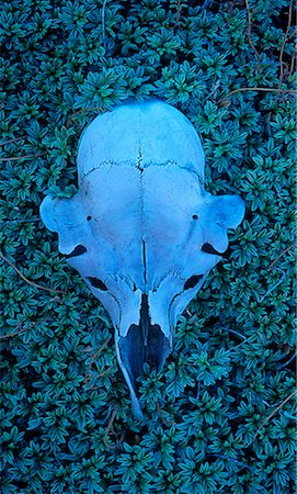 Guanaco Skull and Foliage, Patagonia, Argentina Foto de stock - Sin royalties Premium, Código: 600-00060387