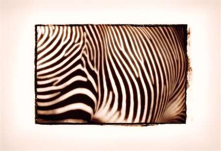 simsearch:600-00067776,k - Close-Up of Zebra Foto de stock - Sin royalties Premium, Código: 600-00060390