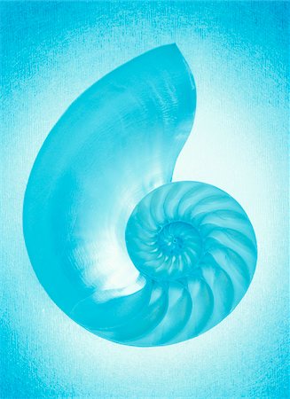 Nautilus Shell Stock Photo - Premium Royalty-Free, Code: 600-00060857