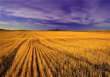 Overview of Harvested Field, Southern Alberta, Canada Stock Photo - Premium Royalty-Free, Code: 600-00061092