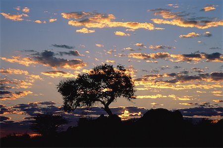 south african nature scenes - Silhouette of Tree at Sunset, Riemvasmaak, South Africa Stock Photo - Premium Royalty-Free, Code: 600-00061568