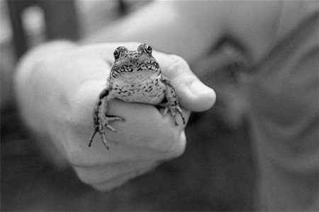 Close-Up of Hand Holding Frog Stock Photo - Premium Royalty-Free, Code: 600-00062237