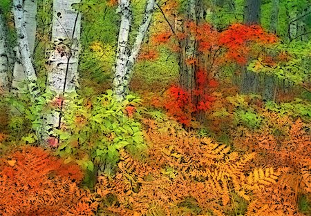 simsearch:600-00004131,k - Forest with Autumn Colors, Near Herbert River, Nova Scotia Canada Foto de stock - Sin royalties Premium, Código: 600-00062624