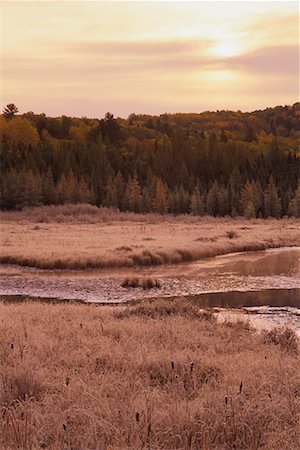 simsearch:600-00049419,k - Frost on Grass near Costello Creek in Autumn at Sunrise, Algonquin Provincial Park, Ontario, Canada Foto de stock - Sin royalties Premium, Código: 600-00076760