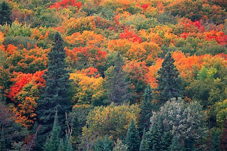 simsearch:600-00076796,k - Forest in Autumn, Algonquin Provincial Park, Ontario, Canada Foto de stock - Sin royalties Premium, Código: 600-00076773