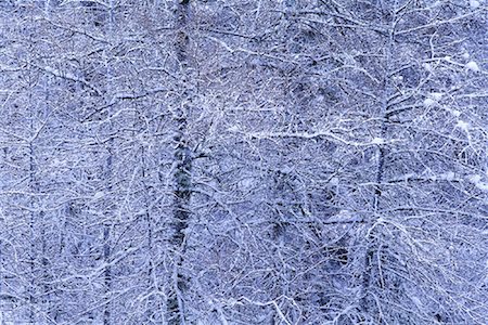 simsearch:600-00043676,k - Snow Covered Tamarack Trees, Algonquin Provincial Park, Ontario, Canada Stock Photo - Premium Royalty-Free, Code: 600-00076790