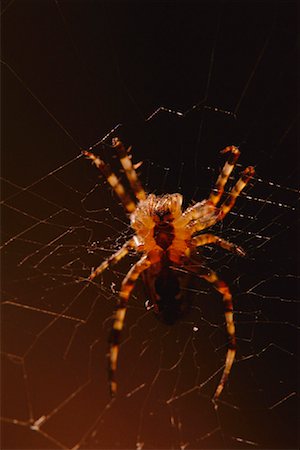 simsearch:600-00934005,k - Close-Up of Spider Stock Photo - Premium Royalty-Free, Code: 600-00076825