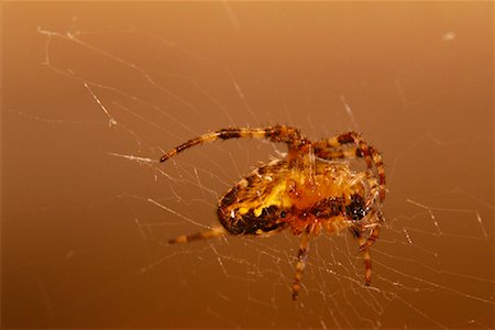 simsearch:600-00934005,k - Close-Up of Spider Eating Prey Stock Photo - Premium Royalty-Free, Code: 600-00076823