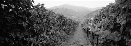 Vineyard, Wachau, Austria Stock Photo - Premium Royalty-Free, Code: 600-00076987