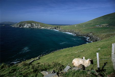 simsearch:600-00019865,k - Landscape and Shoreline with Sheep near Fence, Dingle Peninsula, Ireland Stock Photo - Premium Royalty-Free, Code: 600-00071280