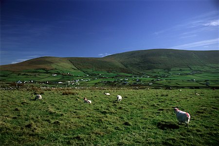 simsearch:600-00019865,k - Sheep in Field near Farmland, Ireland Stock Photo - Premium Royalty-Free, Code: 600-00071951