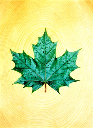Maple Leaf Foto de stock - Royalty Free Premium, Número: 600-00088249