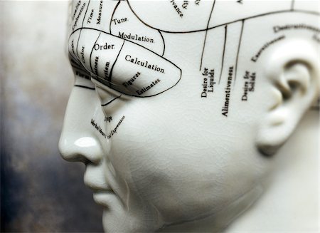diagrammatic - Close-up of Phrenology Mannequin Stock Photo - Premium Royalty-Free, Code: 600-00157614