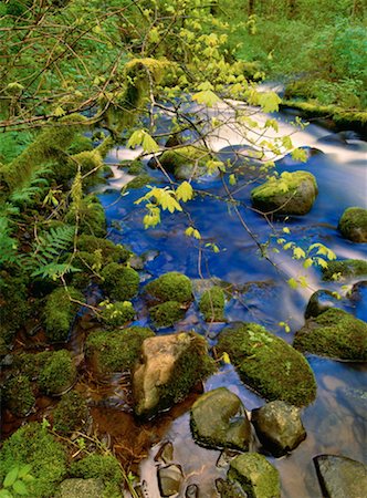 Spring Greenery, Columbia River Gorge, Oregon, USA Fotografie stock - Premium Royalty-Free, Codice: 600-00174022
