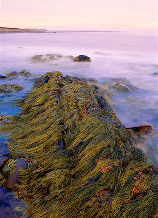 simsearch:600-00171096,k - Low Tide, Atlantic Ocean, Near Eastern Passage, Nova Scotia, Canada Foto de stock - Sin royalties Premium, Código: 600-00174041