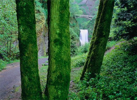 Multnomah Falls, Columbia River Gorge, Oregon, USA Fotografie stock - Premium Royalty-Free, Codice: 600-00174066