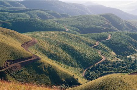 south africa and crops - Silviculture, Long Tom Pass, Drakensberg, South Africa Stock Photo - Premium Royalty-Free, Code: 600-00174181