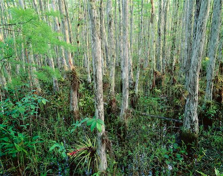 Cypress Trees and Bromeliads, Corkscrew Swamp Sanctuary, Florida Everglades, USA Stock Photo - Premium Royalty-Free, Code: 600-00174200