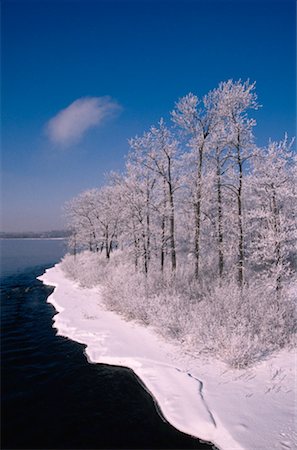 rio ottawa - Hoar Frost on Trees, Ottawa River, Ontario, Canada Foto de stock - Royalty Free Premium, Número: 600-00174368