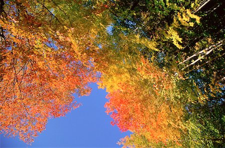 Fall Colours, Gatineau Region, Quebec, Canada Fotografie stock - Premium Royalty-Free, Codice: 600-00174390