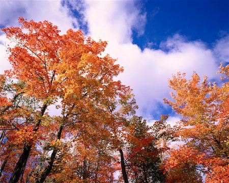 Fall Colours, Gatineau Hills, Quebec, Canada Foto de stock - Sin royalties Premium, Código: 600-00174392