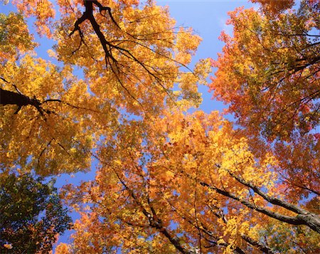 Fall Colours, Gatineau Park, Quebec, Canada Fotografie stock - Premium Royalty-Free, Codice: 600-00174393