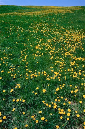 simsearch:600-02957663,k - Field of Dandelions, Bloomfield, New Brunswick, Canada Foto de stock - Sin royalties Premium, Código: 600-00174474