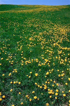 simsearch:600-00171117,k - Field of Dandelions, Bloomfield, New Brunswick, Canada Foto de stock - Sin royalties Premium, Código: 600-00174474