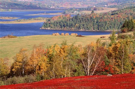 simsearch:600-00052239,k - Blueberry Field in Autumn, Kingston Creek, New Brunswick, Canada Stock Photo - Premium Royalty-Free, Code: 600-00174482