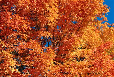 Tree, Kingston, New Brunswick, Canada Stock Photo - Premium Royalty-Free, Code: 600-00174505