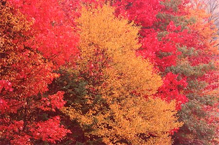 Trees in Fall, Kingston, New Brunswick, Canada Stock Photo - Premium Royalty-Free, Code: 600-00174502