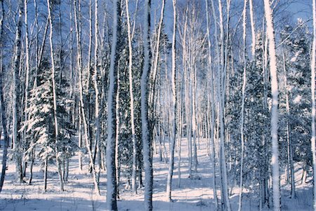 Snow on Tree Trunks, Shamper's Bluff, New Brunswick, Canada Stock Photo - Premium Royalty-Free, Code: 600-00174526