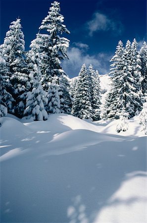 simsearch:600-00175365,k - Snow on Trees, Austria Stock Photo - Premium Royalty-Free, Code: 600-00174699