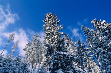 simsearch:600-00175365,k - Snow Covered Trees, Austria Stock Photo - Premium Royalty-Free, Code: 600-00174709