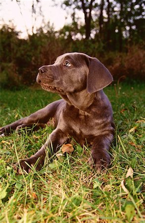 Neapolitan Mastiff Puppy Fotografie stock - Premium Royalty-Free, Codice: 600-00175312