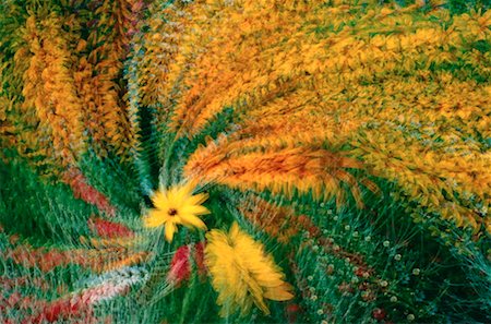 simsearch:600-02957663,k - Abstract of Perennial Garden, Shampers Bluff, New Brunswick, Canada Foto de stock - Sin royalties Premium, Código: 600-00175349