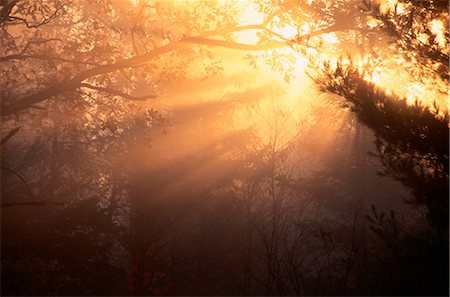 percée (découverte) - Soleil à travers les arbres et le brouillard du matin tôt, Ontario, Canada Photographie de stock - Premium Libres de Droits, Code: 600-00175438