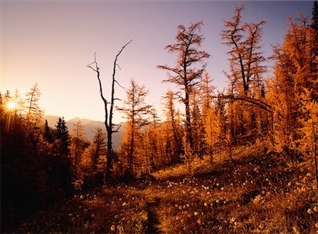 rocky mountains sun - Mélèze d'automne au lever du jour, le Parc National Banff, Alberta, Canada Photographie de stock - Premium Libres de Droits, Code: 600-00176289