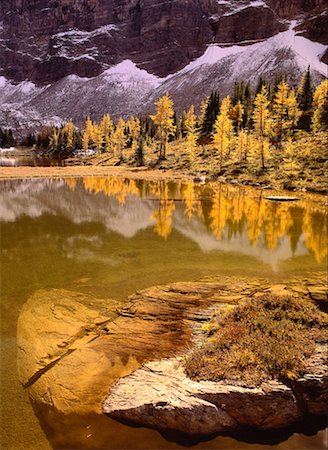 Autumn Larch, Opabin Plateau, Yoho National Park, British Columbia, Canada Stock Photo - Premium Royalty-Free, Code: 600-00176293