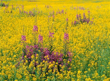 saskatchewan nature - Fireweed and Canola, Pierceland, Saskatchewan, Canada Stock Photo - Premium Royalty-Free, Code: 600-00176582
