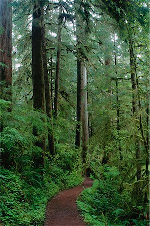 simsearch:600-00172472,k - Temperate Rainforest, Olympic National Park, Washington, USA Fotografie stock - Premium Royalty-Free, Codice: 600-00170970