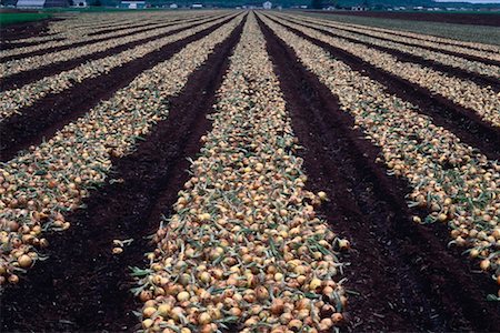 Onions, Holland Marsh, Ontario, Canada Stock Photo - Premium Royalty-Free, Code: 600-00171027