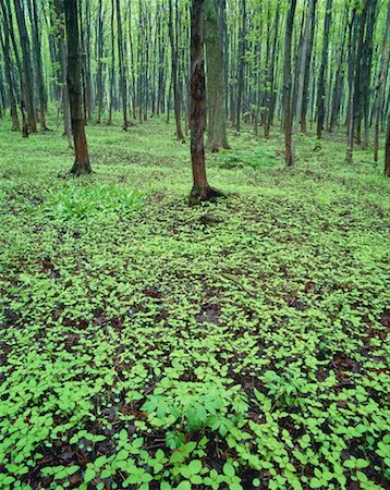 simsearch:600-00171117,k - Bruce Trail, Singhampton, Ontario, Canada Foto de stock - Sin royalties Premium, Código: 600-00171058