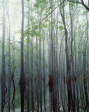 Gum Swamp, Apalachicola National Forest, Florida, USA Foto de stock - Royalty Free Premium, Número: 600-00171086