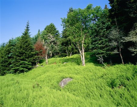 simsearch:600-00171052,k - Bay of Fundy National Park, New Brunswick, Canada Stock Photo - Premium Royalty-Free, Code: 600-00171120