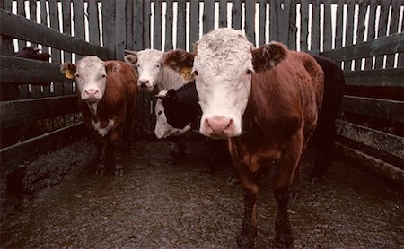 Cattle, Alberta, Canada Foto de stock - Sin royalties Premium, Código: 600-00171735
